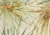 tapeta 6531 Palme