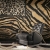 Panel Roberto Cavalli RC19101