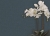 tapeta 6561 Unito Baobab