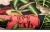 tapeta JF2201 surrealistyczna ilustracja z hibiskusem