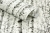 Tapeta-skandynawska-w-brzozy-LAS-BRZOZOWY-jak-fototapeta-Kod-producenta-38854_1.jpg