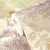 d407da047468ab3b18c5a8fa377b1fef_800x800.webp