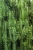 mural 158830 Greenhouse